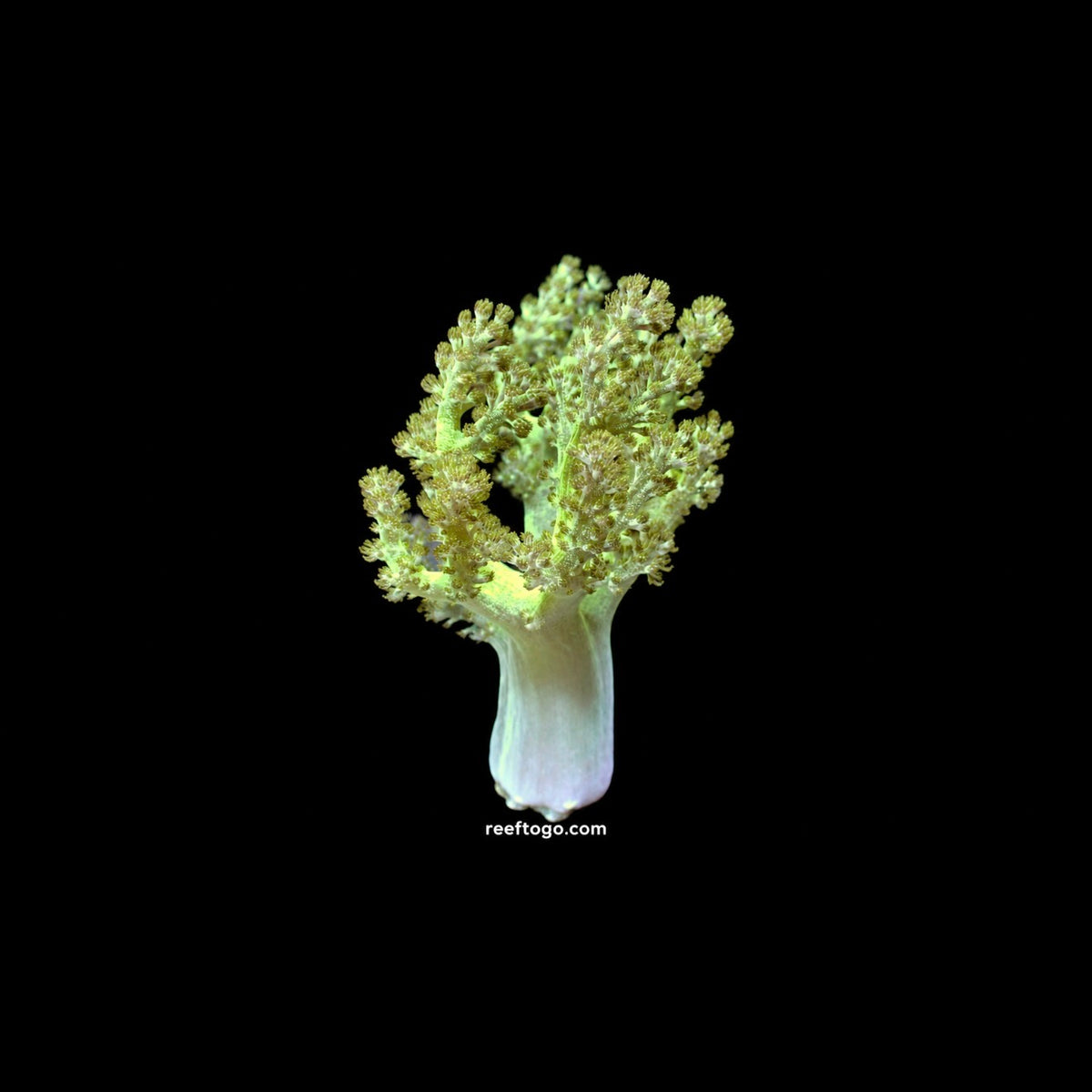 Green Kenya tree 1” frag