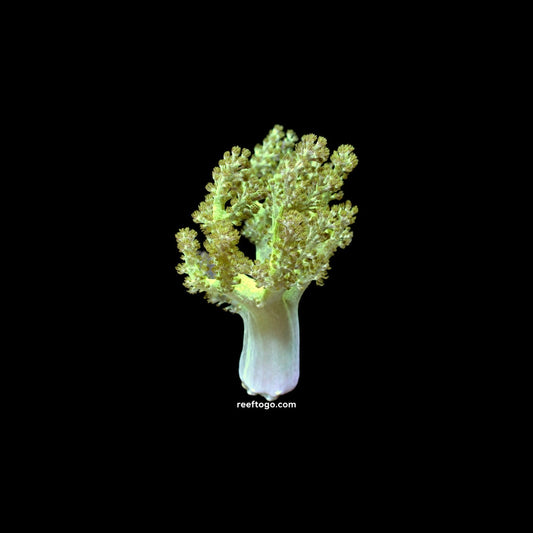 Green Kenya tree 1” frag