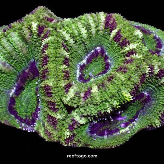 Green Tiger Acan Lord · 1" Frag