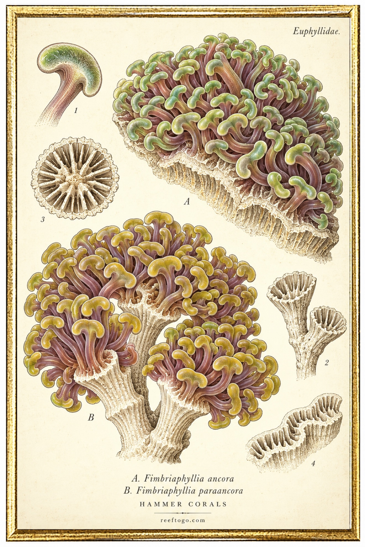 Hammer Corals species plate — Fimbriaphyllia sp.