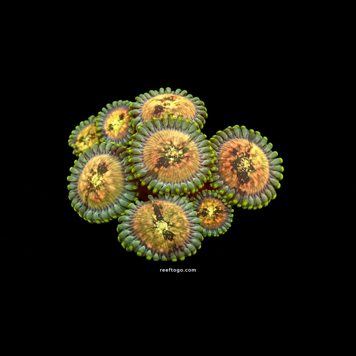 Hawaiian ding dang zoas 1” frag