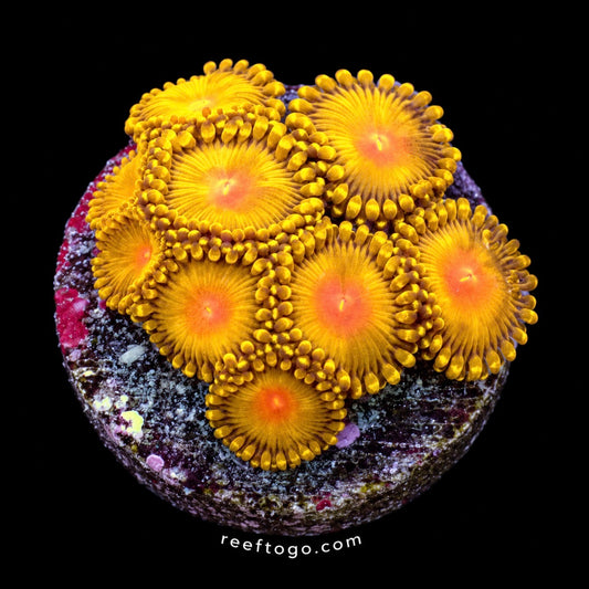 Impastas Zoas 1" frag on black background