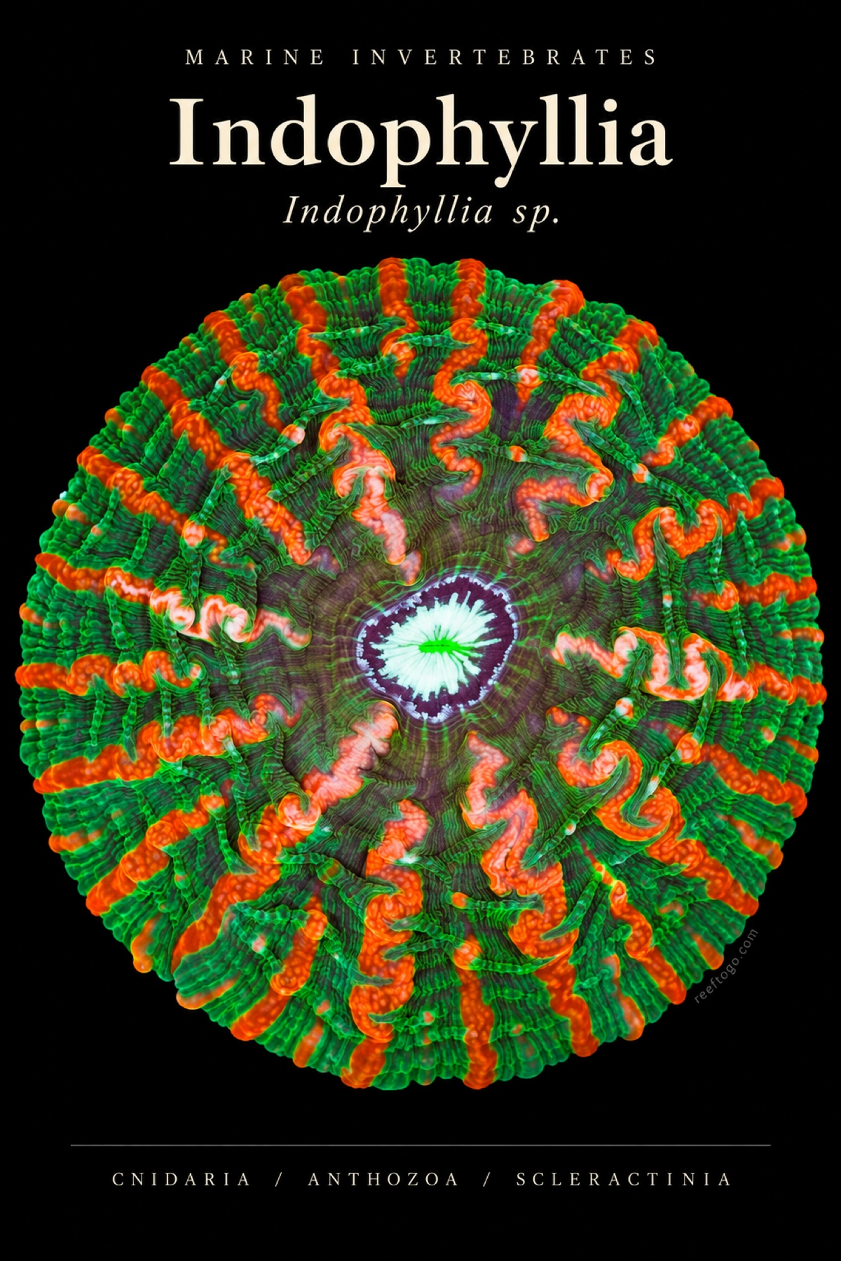 Indophyllia — Indophyllia sp., original plate artwork
