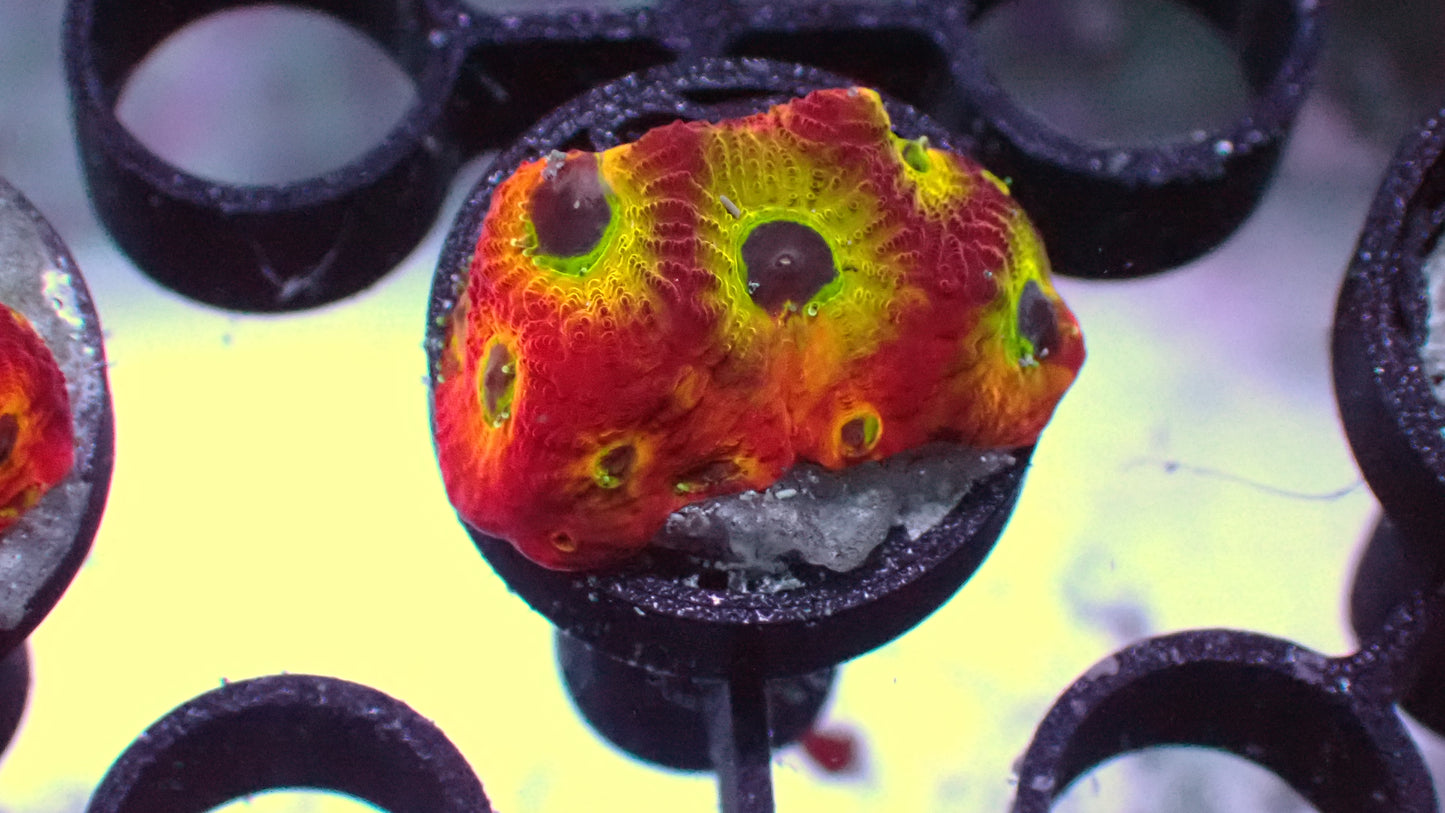 JF Sector 001 Favia 1" frag