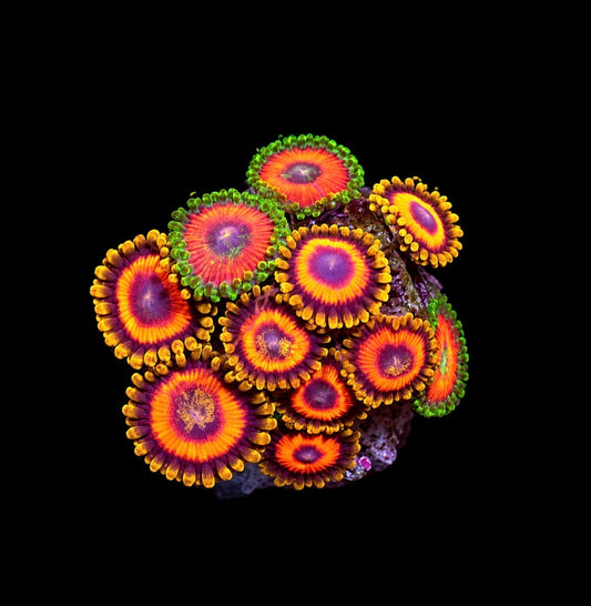 Jungle juice 1" frag (4+ heads)