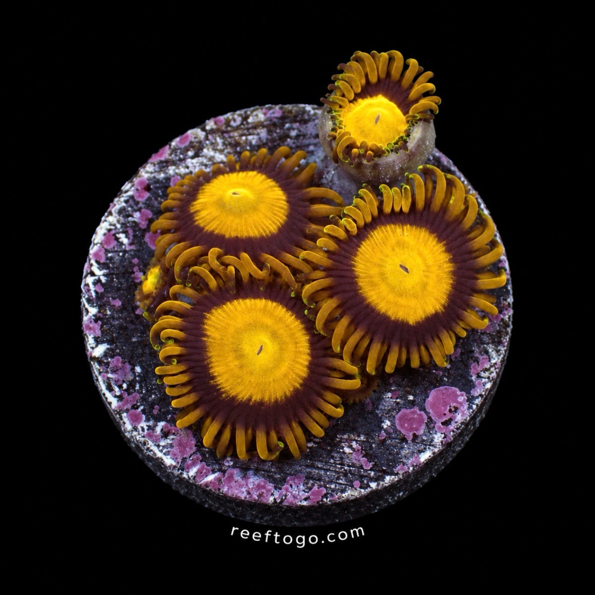 King Midas Zoanthid