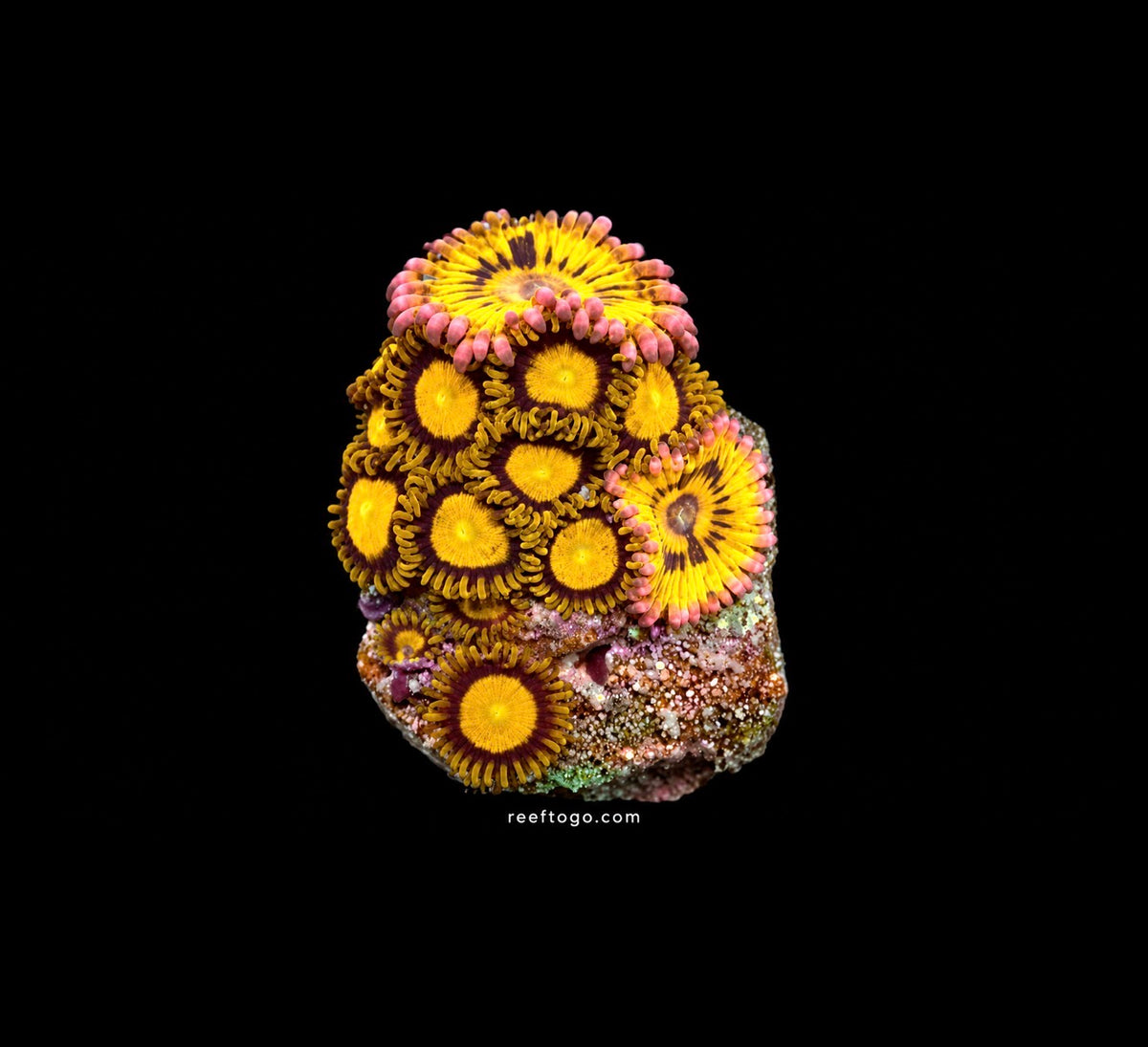 King Midas + Stratocaster Zoas Combo · 1" Frag
