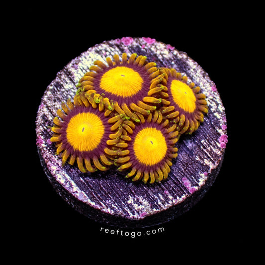 King Midas Zoas 1" frag on black background