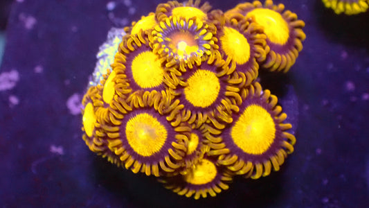 King Midas zoas 1” frag (5+ heads)