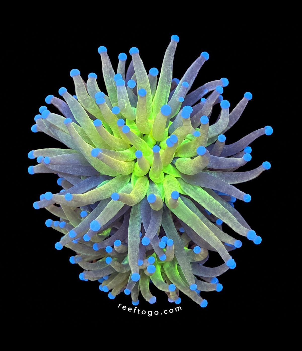 Knicks 2.0 torch 1” frag