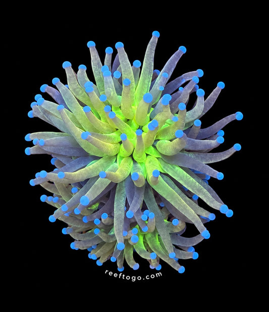 Knicks 2.0 torch 1” frag