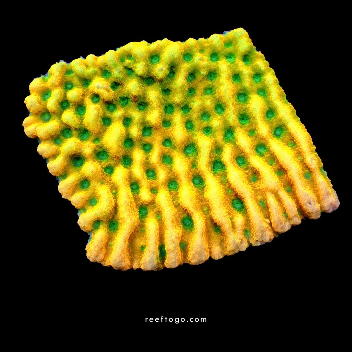 RTG Kung Pao Montipora