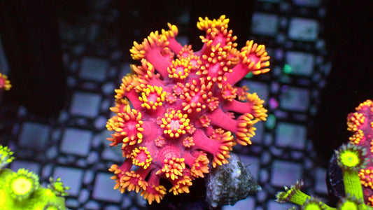 Lava lamp goniopora 1” frag