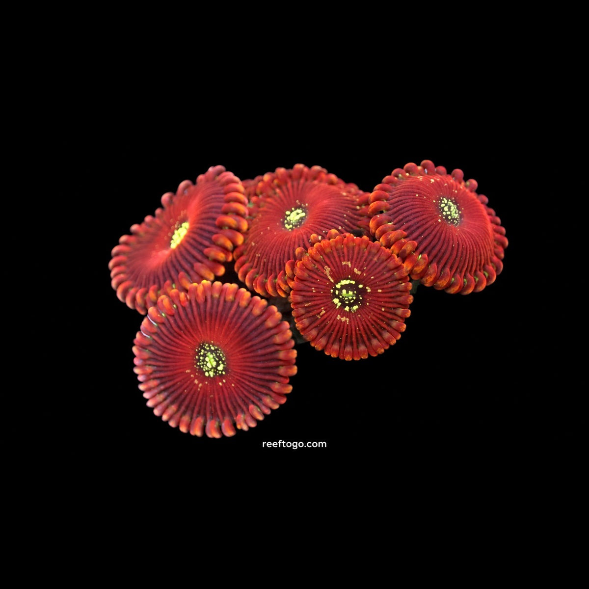 Magician zoas 1" frag · Buy it now