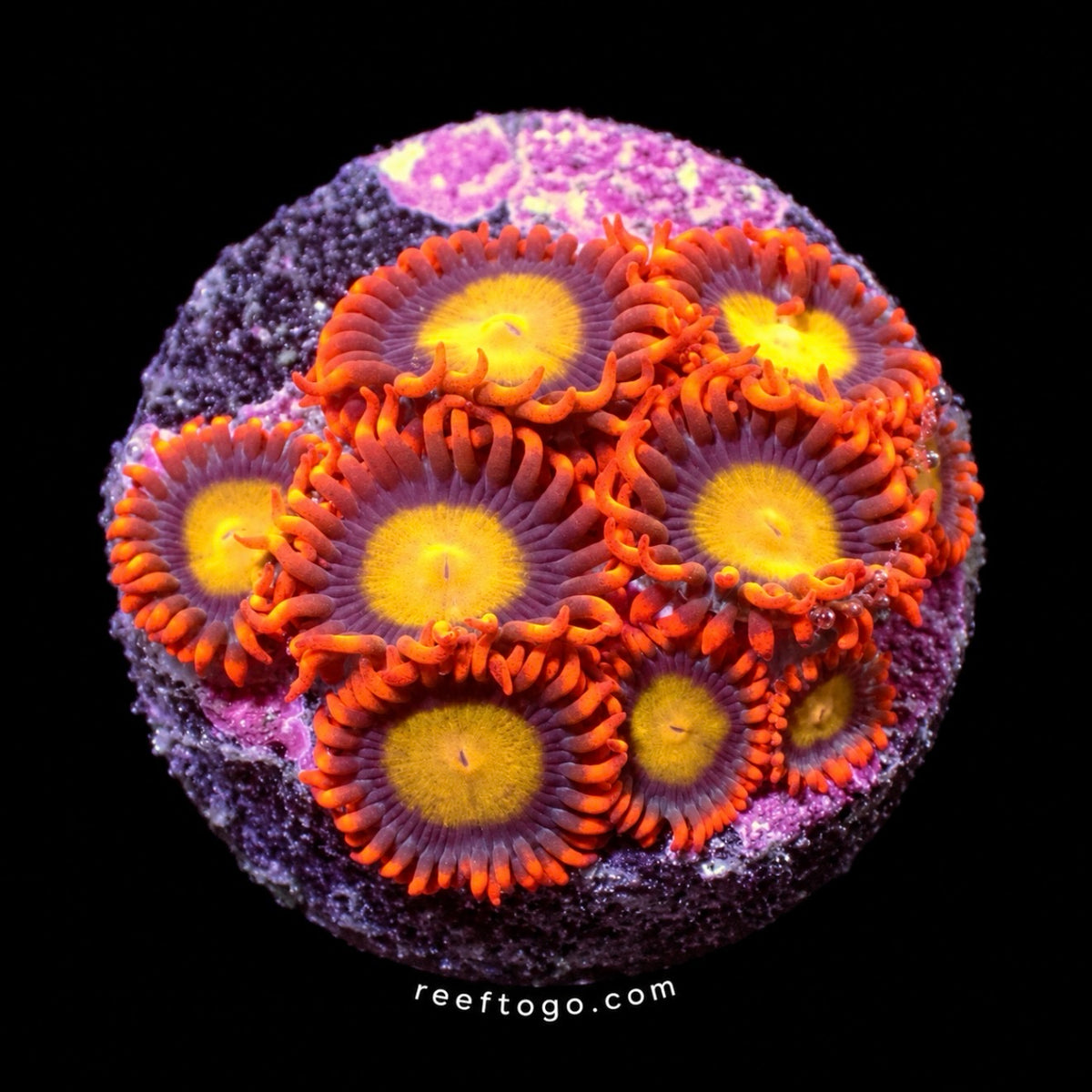 Manderin Zoanthid
