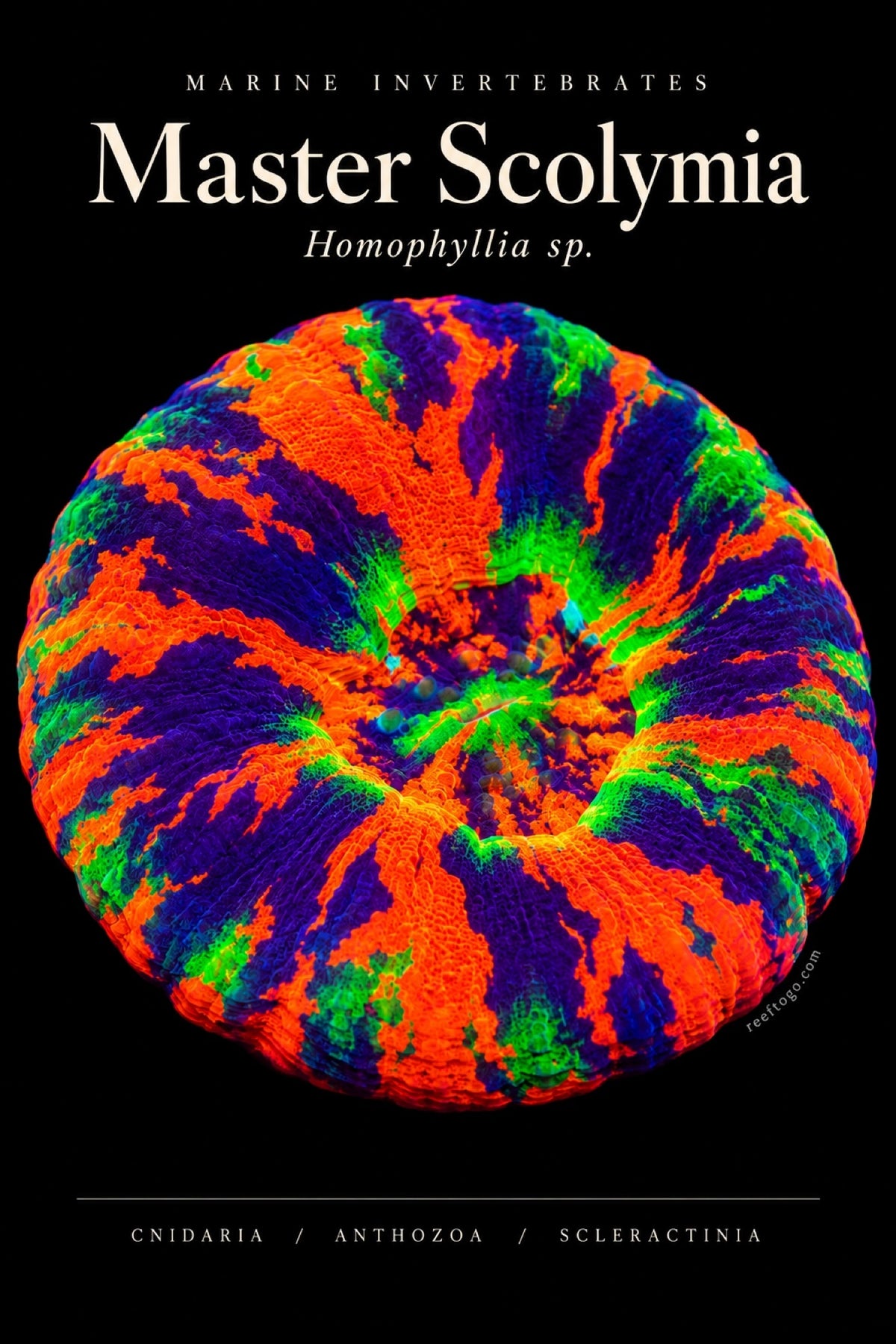 Master Scolymia (Homophyllia sp.) plate art