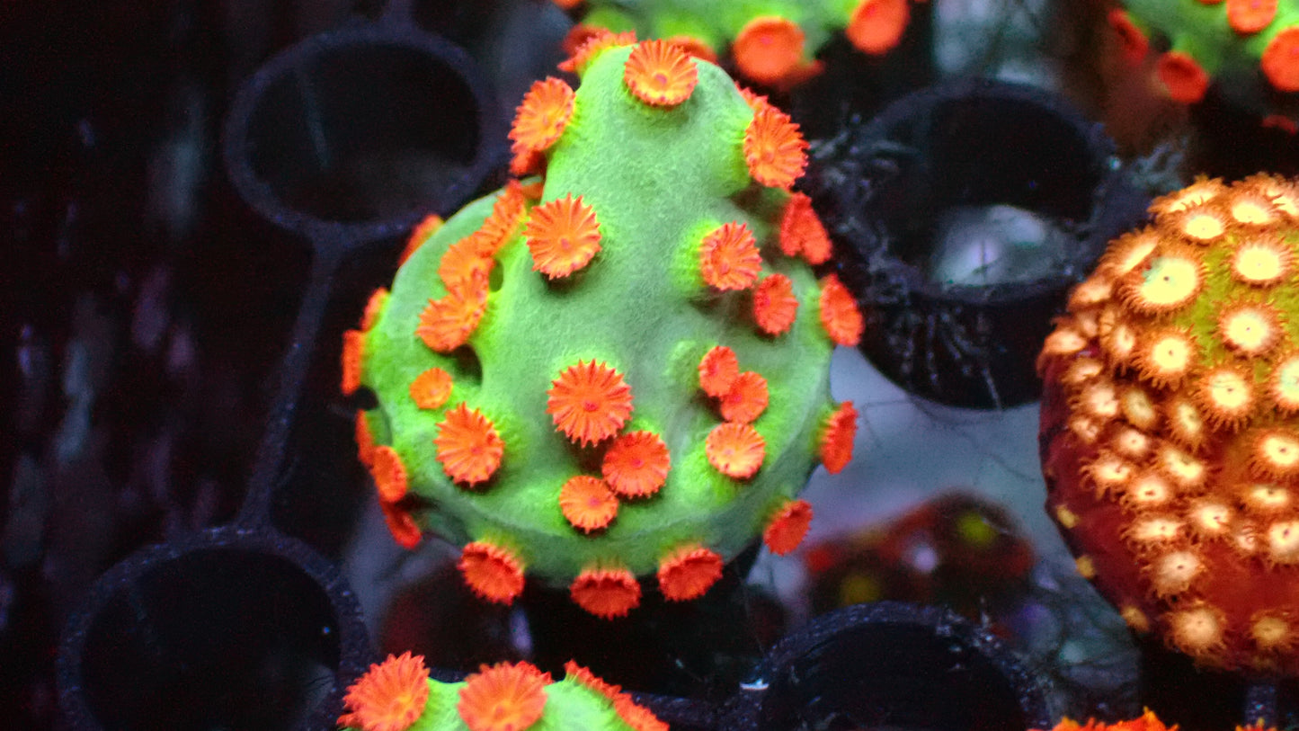 Meteor shower cyphastrea 1" frag