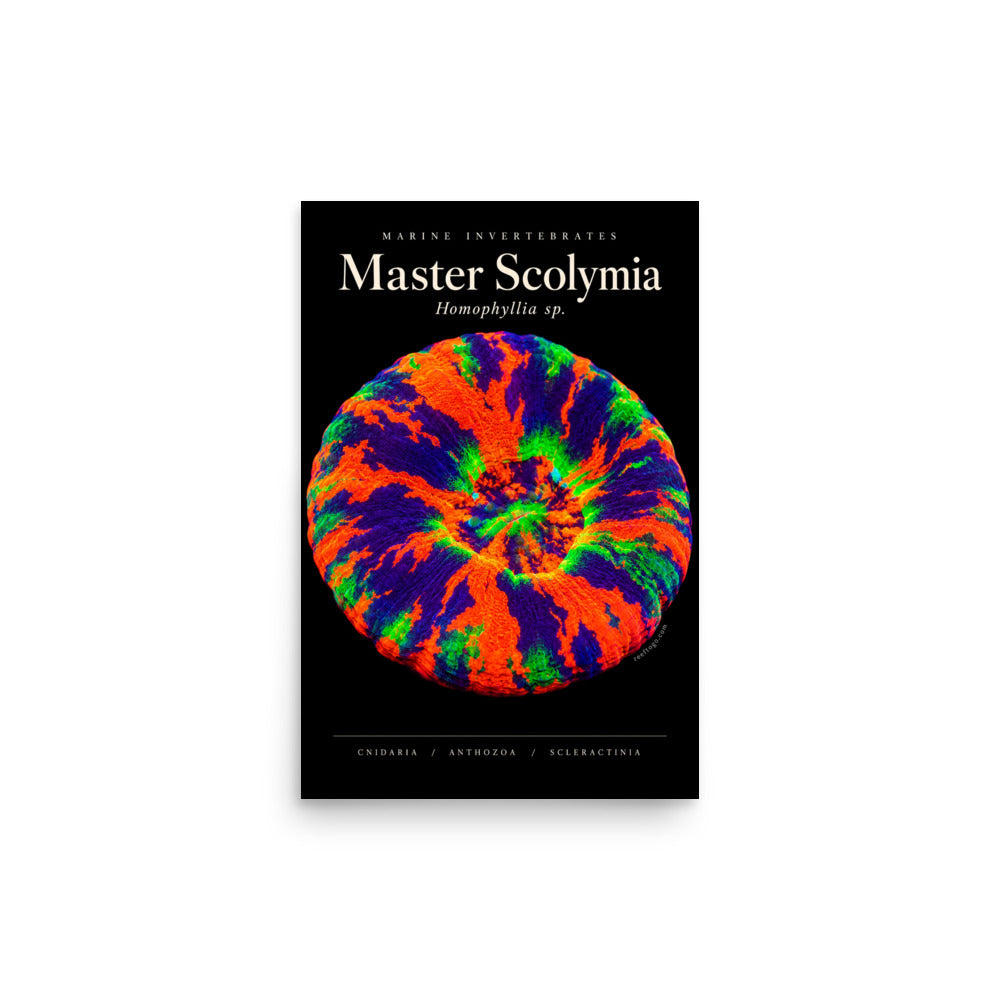 Master Scolymia Poster mockup