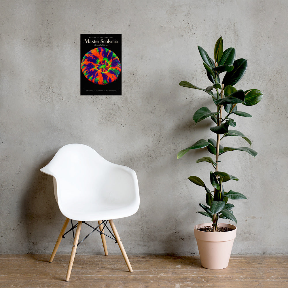 Master Scolymia Poster mockup