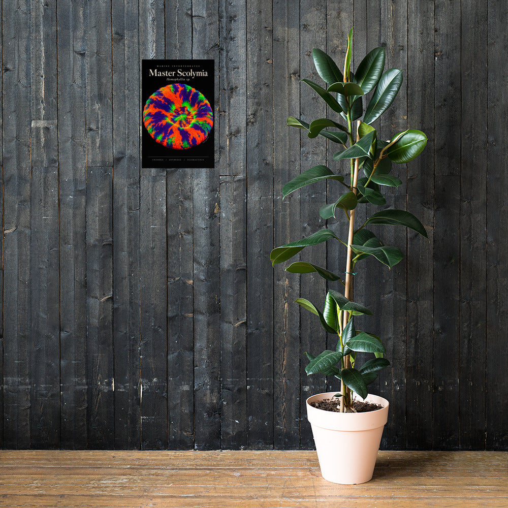 Master Scolymia Poster mockup