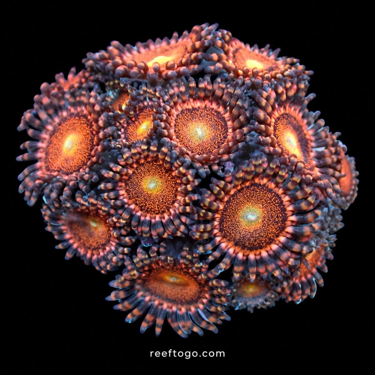 Mohawk zoas 1” frag detail