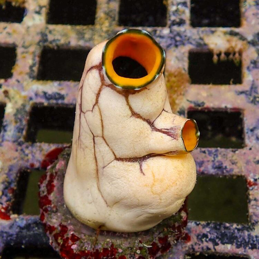 Monkey Sea Squirt