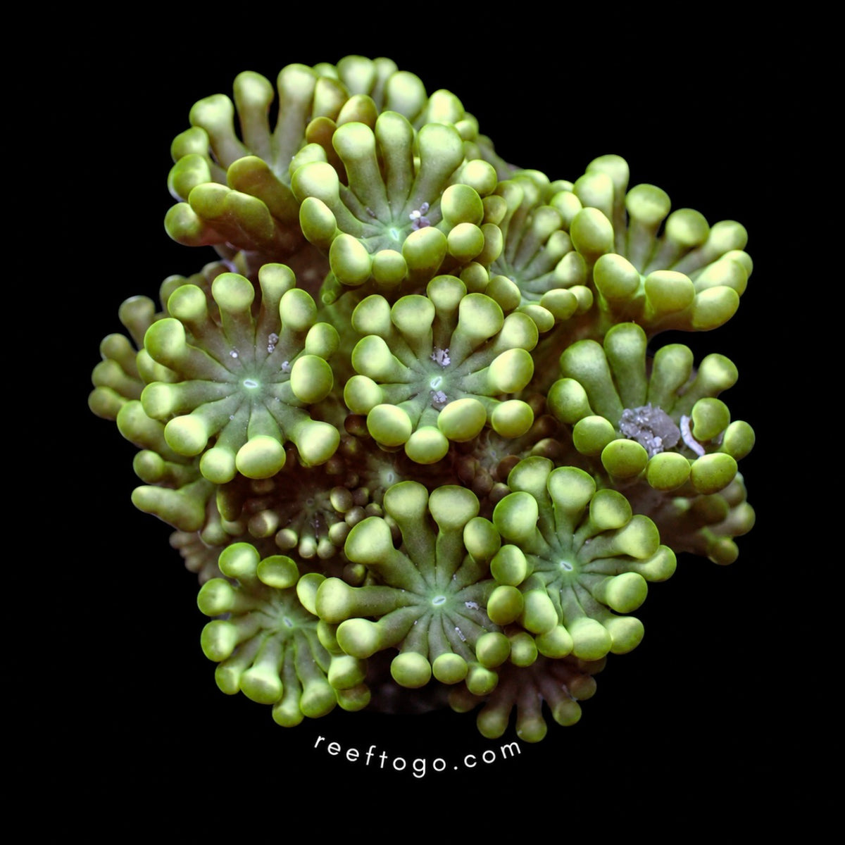 moss green alveopora 1in