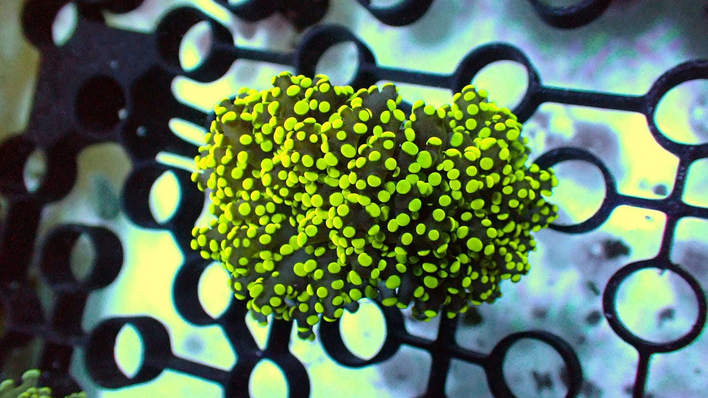 Neon green octospawn 1" frag