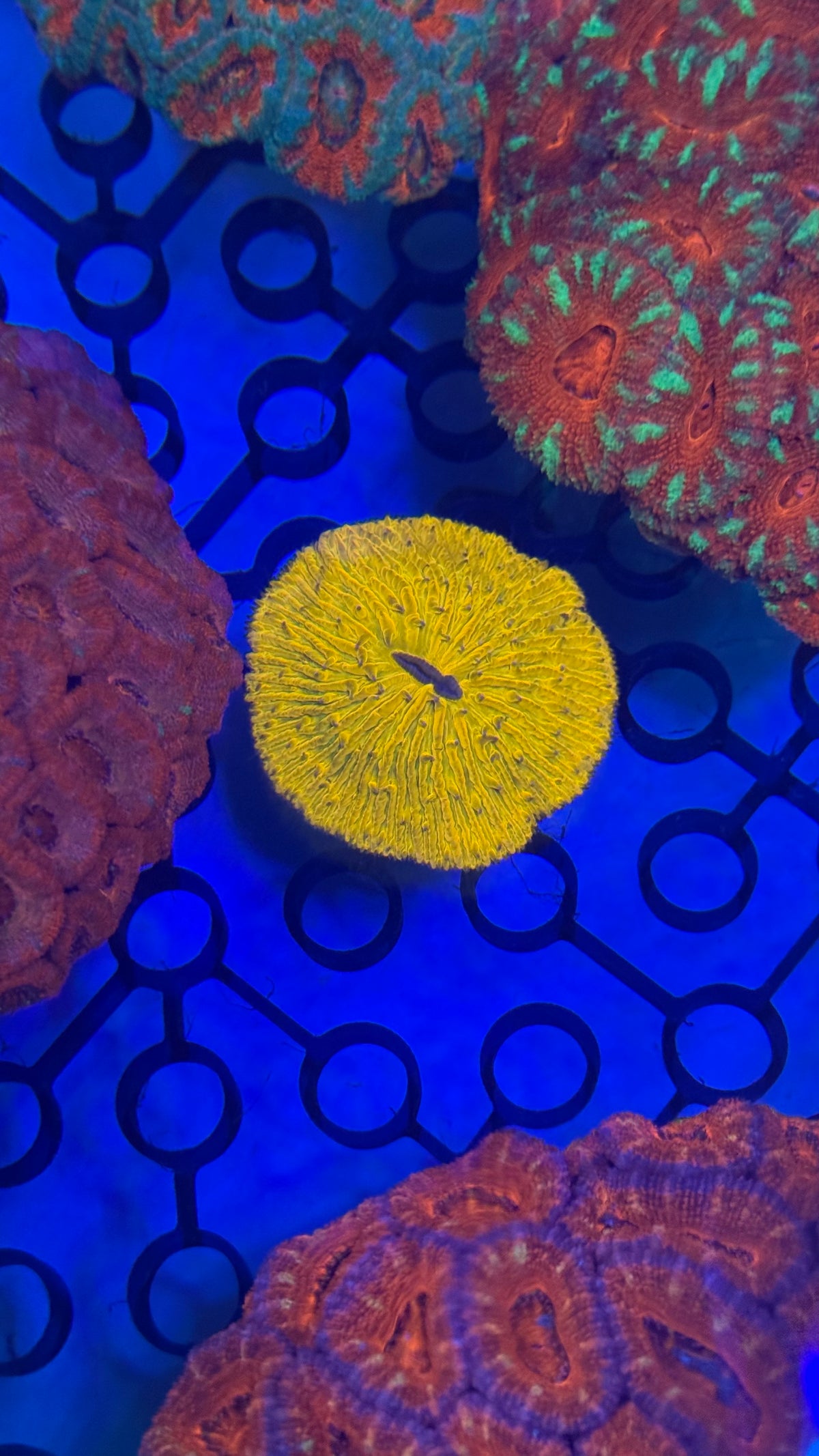 Neon Orange fungia plate · 2" · WYSIWYG