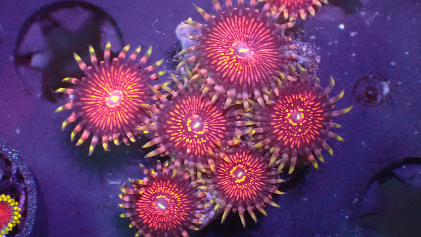 Night crawler zoas 1" frag (3+ heads)