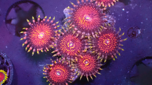 Night crawler zoas 1" frag (3+ heads)