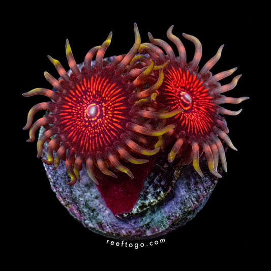 Night Crawlers Zoas 1" frag on black background
