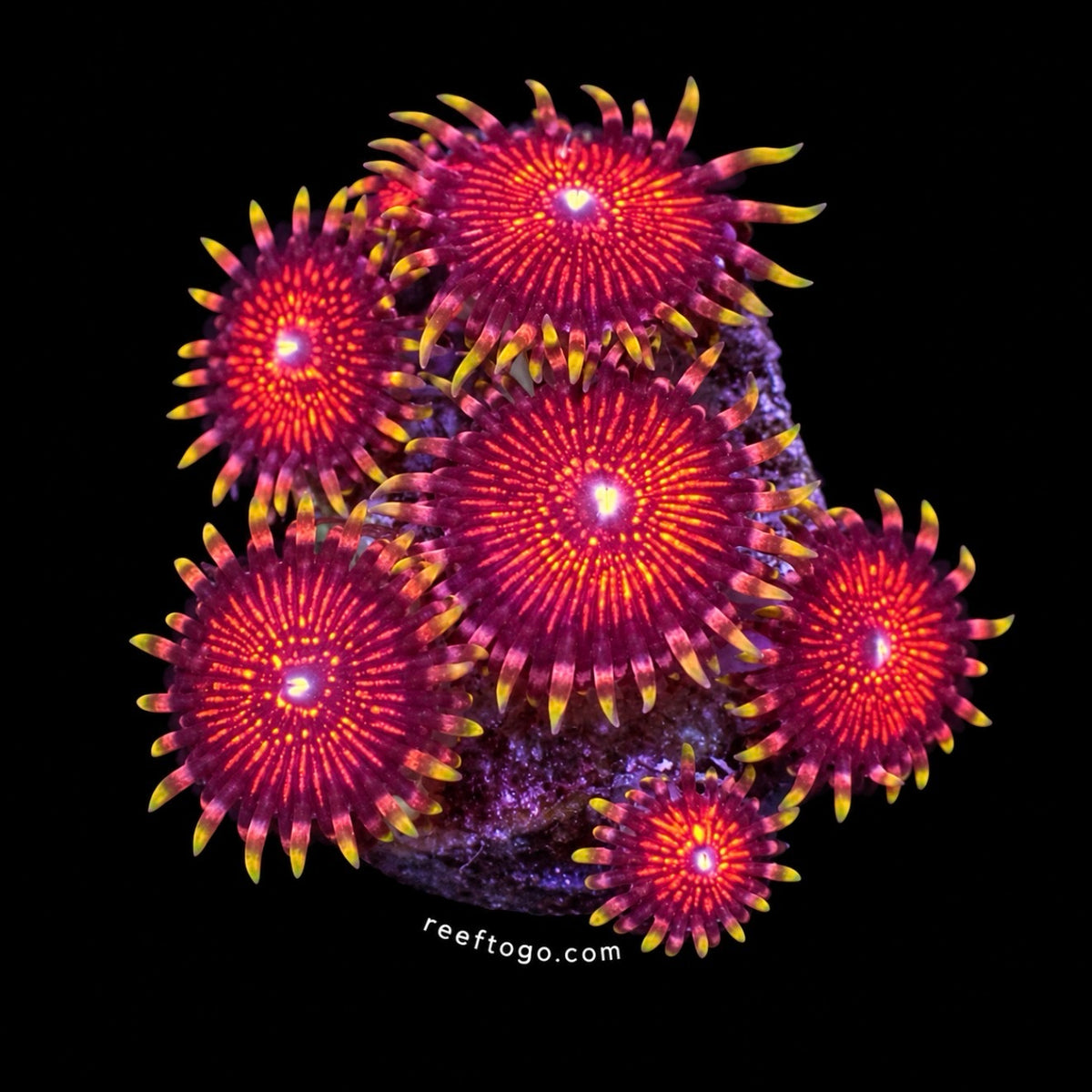 Nightcrawler zoas 1” frag