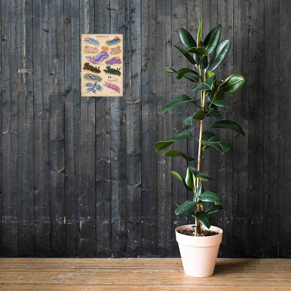 Nudibranchs poster on a wall — lifestyle mockup