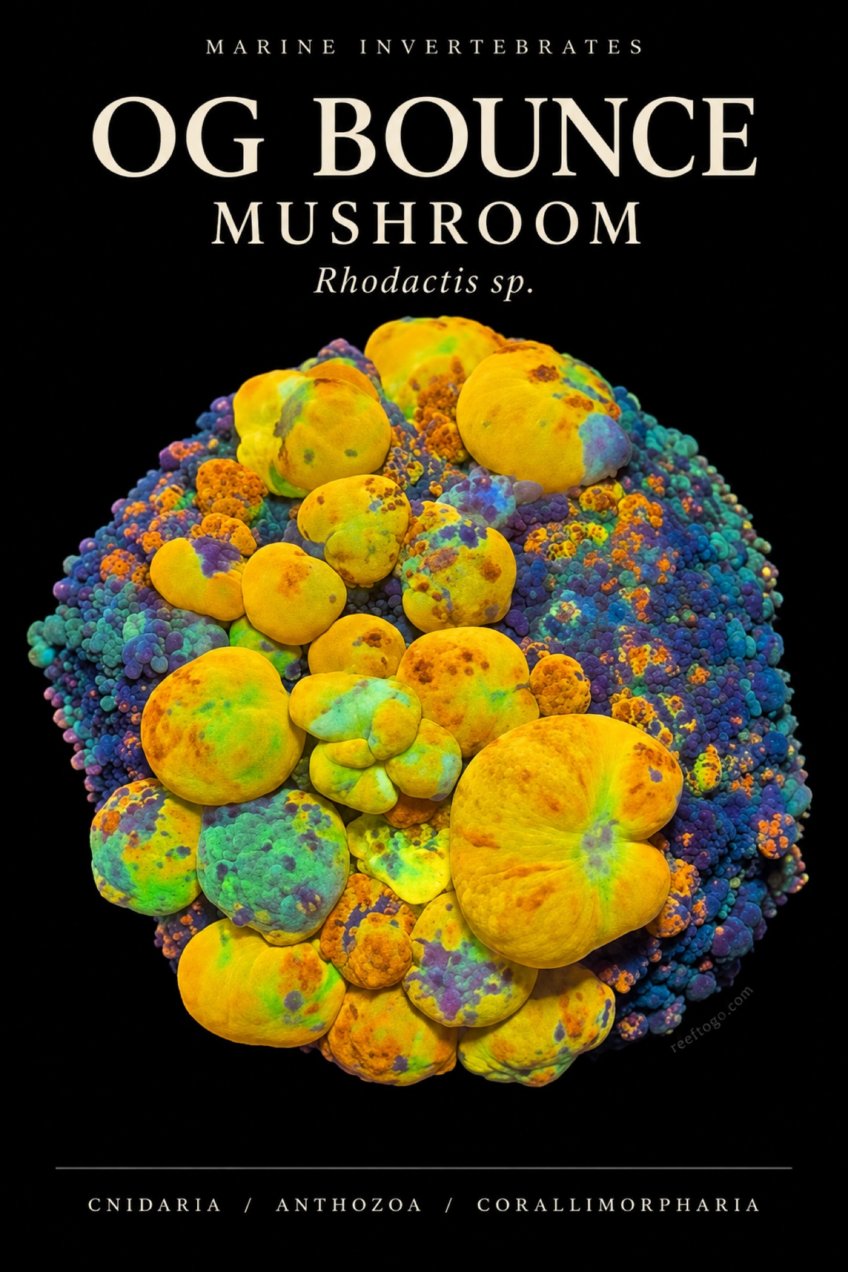OG Bounce Mushroom — Rhodactis sp., original plate artwork