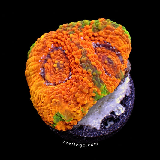 Orange acan Echinata 1 inch frag — orange with green edges, black background