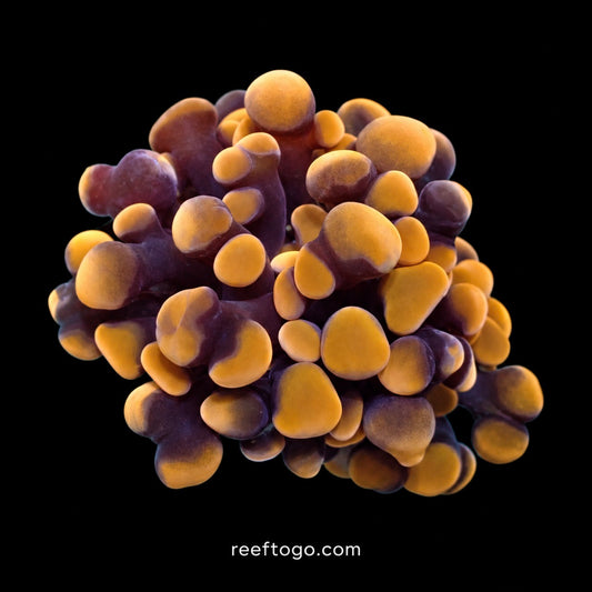 Orange hammer 1" frag