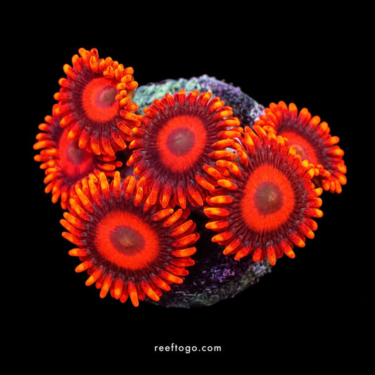 Orange Oxide Zoanthids 1 inch frag