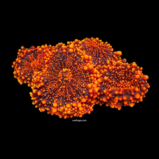 Orange Ricordea yuma 1" frag (1 mushroom)