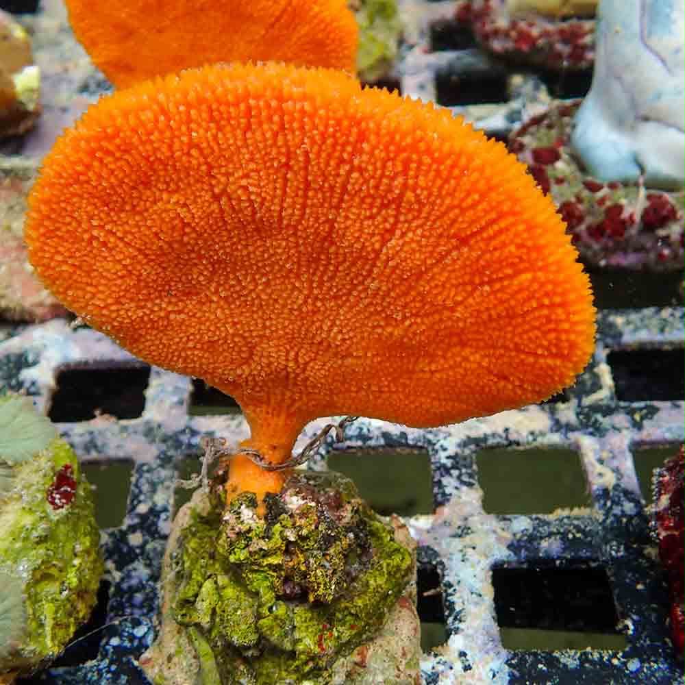 Orange Sea Fan Sponge