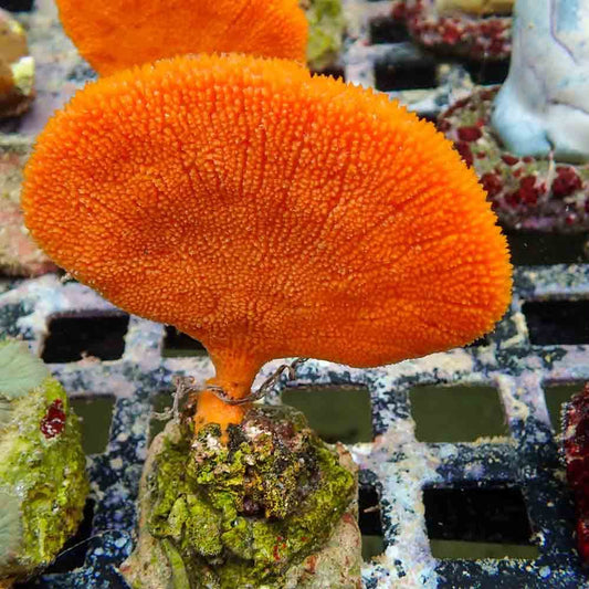 Orange Sea Fan Sponge