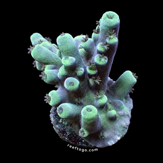 Space invader pectinia