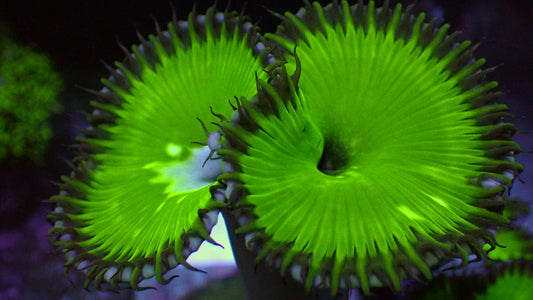 Paly grandis 1" frag (2+ huge heads)