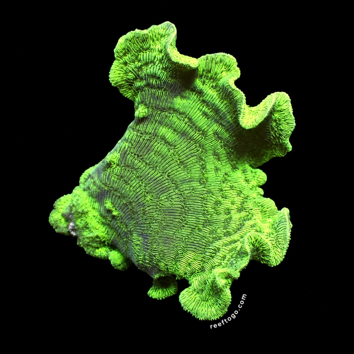 Pavona cactus coral
