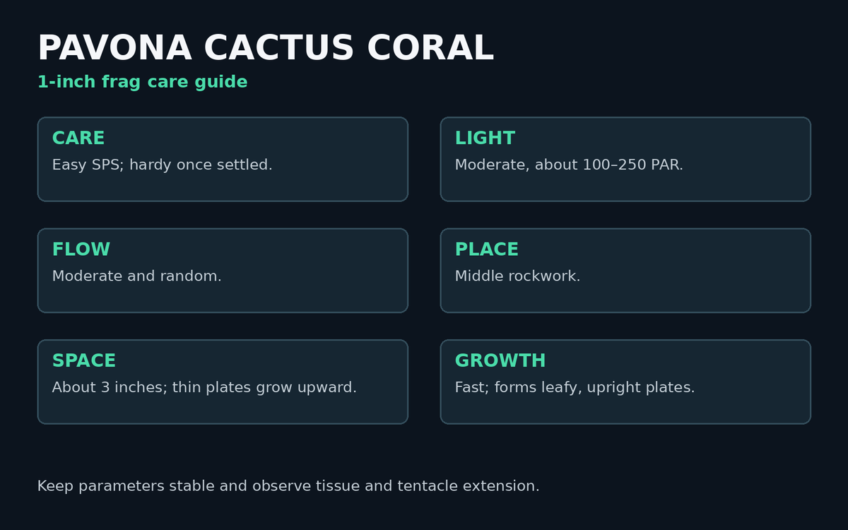 Pavona cactus coral care card