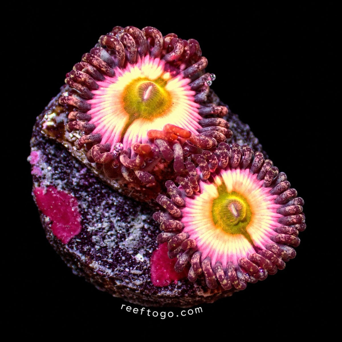 Perennial Dance Zoanthid 1” frag