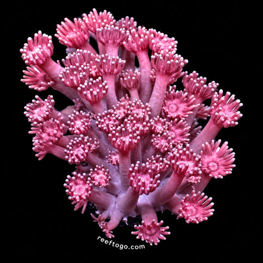 pink goni 1in