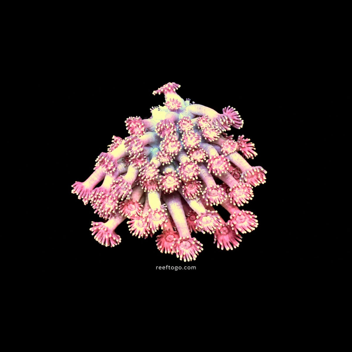 Pink goniopora 1" frag