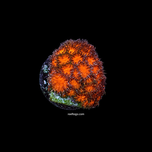 Pumpkin leptastrea 1" frag