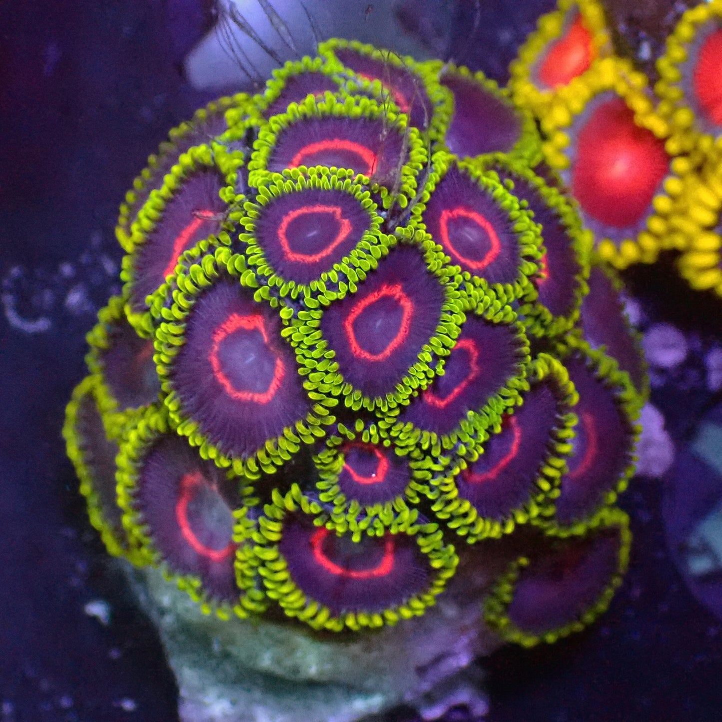Purple Heart zoas 1" frag (5+ heads)